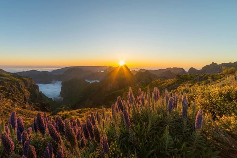 Pico do Arieiro. Mountains and Blooming Pride of Madeira Flowers at Sunset. Cloud Inversion.