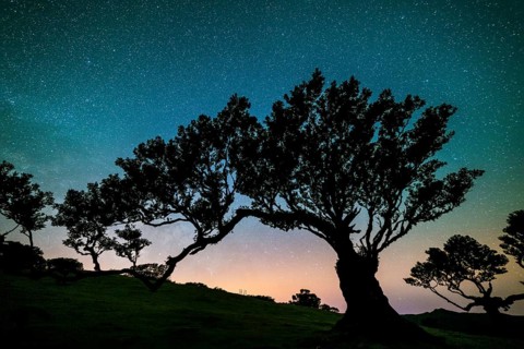 Tree in Fanal Forest, Blue and Pink Sky Full of Stars at Night. Madeira, Portugal, Europe