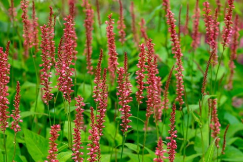 Candle knotweed (Persicaria amplexicaulis), North Rhine-Westphalia, Germany, Europe