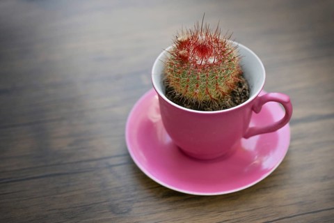 Small potted cactus with buds growing in a pink coffee cup as a fancy table decoration, copy space,