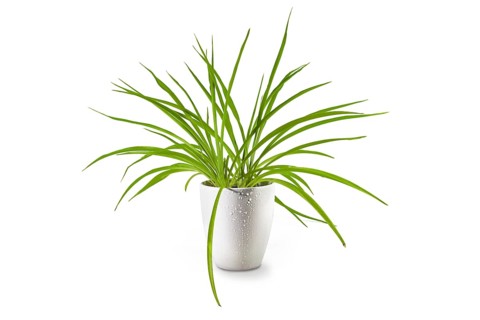 Spider plant (Chlorophytum comosum), an evergreen perennial with long green leaves potted as indoor