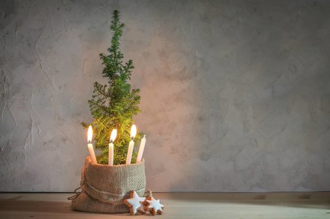 Alternative Advent wreath, three candles lit with a flame on a small conifer plant as Christmas