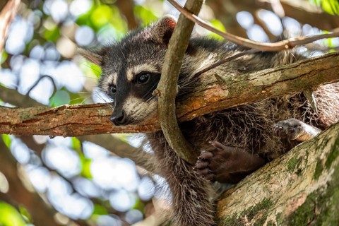 North American raccoon (Procyon lotor) sitting in a tree, Parque Nacional Cahuita, Costa Rica,
