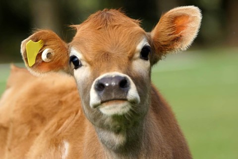 Cute Jersey calf, Westland, New Zealand, Oceania