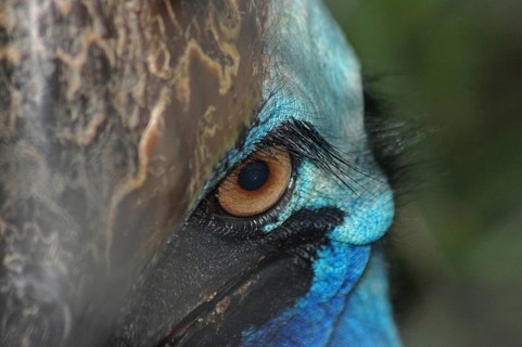 Portrait of cassowary, Casuarius casuarius, Queensland, Australia, Oceania