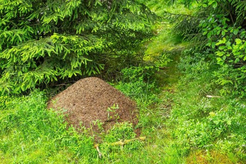 Wood ants (Formica rufa) anthill in a forest, Bavaria, Germany, Europe
