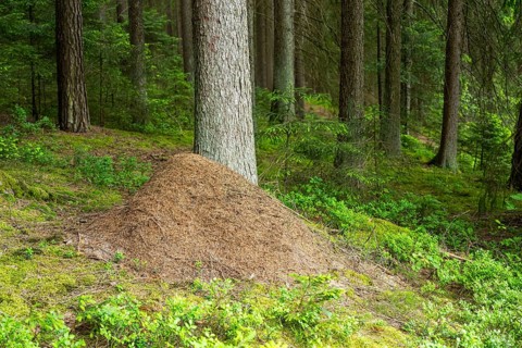 Wood ants (Formica rufa) anthill in a forest, Bavaria, Germany, Europe