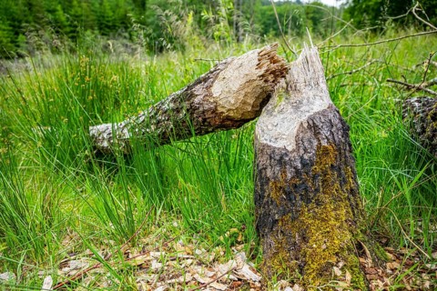 Close-up of a tree felled by a European beaver (Castor fiber) lying grass, Upper Palatinate,