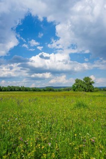 Meadow clary (Salvia pratensis) blossoms growing in a meadow, Bavaria, Germany, Europe