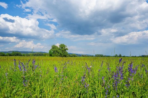 Meadow clary (Salvia pratensis) blossoms growing in a meadow, Bavaria, Germany, Europe