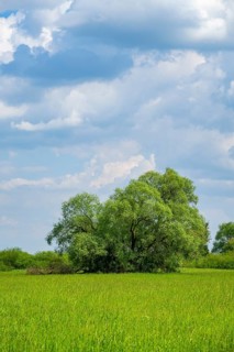 An old cradle (Salix fragilis) stands on a tall meadow, above it clouds in the sky near Pfatter,