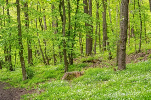 Greater stitchwort (Rabelera holostea) blossoms in a forest in spring, Bavaria, Germany, Europe