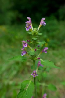 Flowering Stachys in the forest, summer, August, Schwäbisch-Franconian Forest Nature Park,