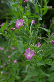 Great willowherb (Epilobium hirsutum), summer, August, Swabian-Franconian Forest nature park Park,
