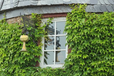 Sign with golden mug from the restaurant Zum Türmchen, window, mug, golden, reflection, ivy, plant