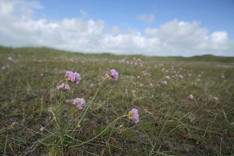 Sea thrift (Armeria maritima), landscape, Nationaal Park Duinen, De Slufter, Texel, Netherlands