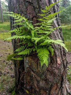 Fern (Pteridium aquilinum) growing on a tree trunk in Ystad, Skane County, Sweden, Scandinavia,