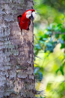 Red-and-green macaw (Ara chloropterus) Buraco das Araras Brazil#
