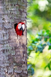 Red-and-green macaw (Ara chloropterus) Buraco das Araras Brazil#