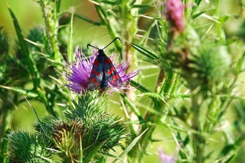 Zygaena filipendulae, Six-spotted Ragwort, July, Saxony, Germany, Europe