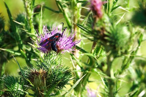 Zygaena filipendulae, Six-spotted Ragwort, July, Saxony, Germany, Europe