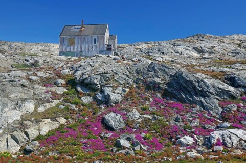 Simple hut on a hill with blooming flowers and rocky surroundings, blue sky, Tiniteqilaaq, East