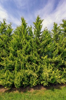 Tree of life or thuja hedge (Thuja), Allgäu, Swabia, Baden-Württemberg, Germany, Europe