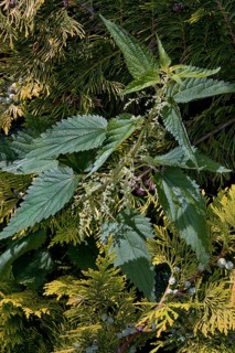 Flowering stinging nettle (Urtica) in a hedge of arborvitae or thuja (Thuja), Allgäu, Swabia,