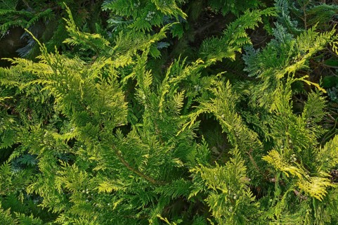 Branches in a hedge of arborvitae or thuja (Thuja), Allgäu, Swabia, Baden-Württemberg, Germany,