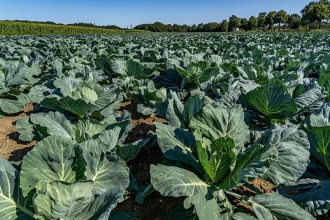 Cabbage cultivation, in a field, young white cabbage, North Rhine-Westphalia, Germany, Europe