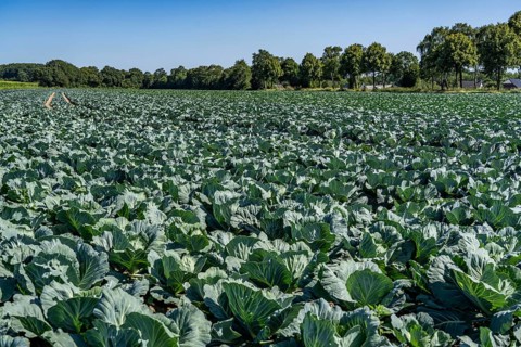 Cabbage cultivation, in a field, young white cabbage, North Rhine-Westphalia, Germany, Europe