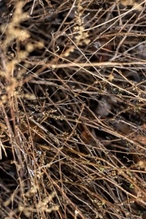 Wallpaper for backgrounds of branches of ferns, AI generated