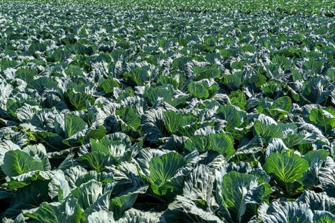 Cabbage cultivation, in a field, young white cabbage, North Rhine-Westphalia, Germany, Europe