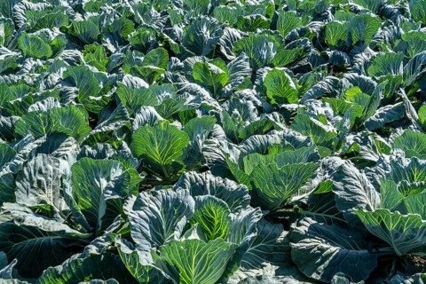 Cabbage cultivation, in a field, young white cabbage, North Rhine-Westphalia, Germany, Europe