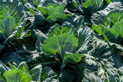 Cabbage cultivation, in a field, young white cabbage, North Rhine-Westphalia, Germany, Europe