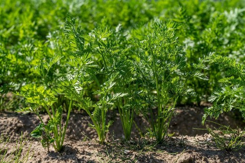 Carrot cultivation, in a field, young plants, North Rhine-Westphalia, Germany, Europe