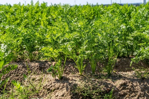 Carrot cultivation, in a field, young plants, North Rhine-Westphalia, Germany, Europe