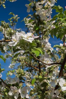 Close-up of white and pink Malus domestica, Apple tree flower blossoms in spring, Quebec, Canada,