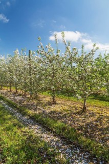 Orchard of Malus domestica, Apple trees with white flower blossoms in spring, Quebec, Canada, North