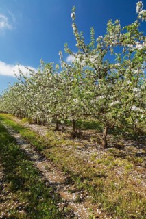 Orchard of Malus domestica, Apple trees with white flower blossoms in spring, Quebec, Canada, North