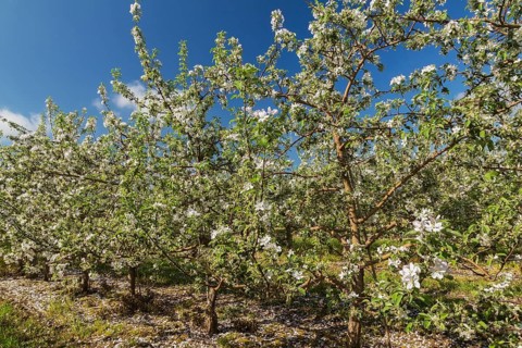 Orchard of Malus domestica, Apple trees with white flower blossoms in spring, Quebec, Canada, North