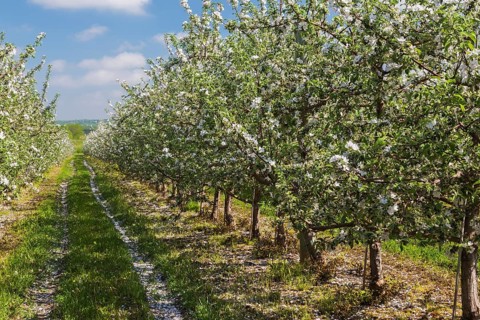 Orchard of Malus domestica, Apple trees with white flower blossoms in spring, Quebec, Canada, North