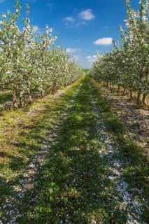 Orchard of Malus domestica, Apple trees with white flower blossoms in spring, Quebec, Canada, North