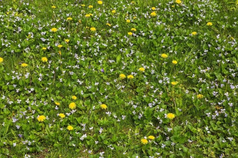 Green grass lawn overgrown with yellow Taraxacum officinale, Dandelion flowers and mauve flowering