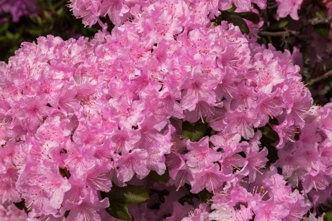 Rhododendron 'Manitou' with pink and white flower blossoms in spring, Quebec, Canada, North America