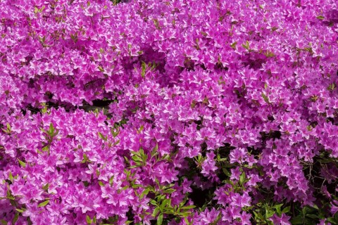 Rhododendron 'Rennie' with pink flower blossoms in spring, Quebec, Canada, North America