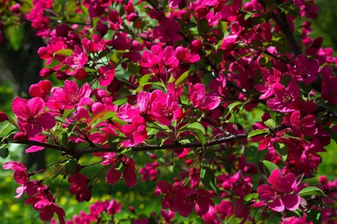 Malus 'Prairifire', Crabapple tree with dark pinkish red flower blossoms in spring, Quebec, Canada,