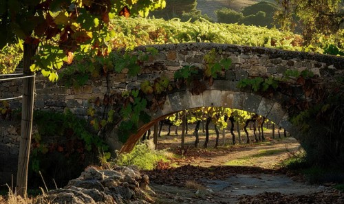 Vineyard with grapevines and an old stone bridge AI generated