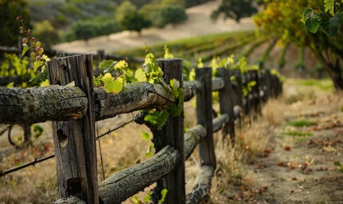 Vineyard with a rustic wooden fence and grapevines AI generated