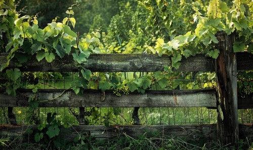 Vineyard with a rustic wooden fence and grapevines AI generated